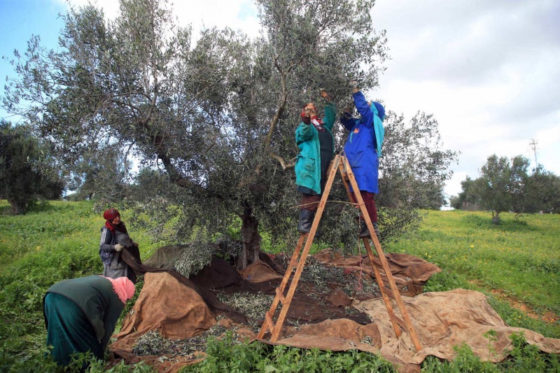 أمام تأخر الجني في بعض الضيعات الدولية..   تأثير على مردودية أشجار الزيتون خلال الموسم القادم